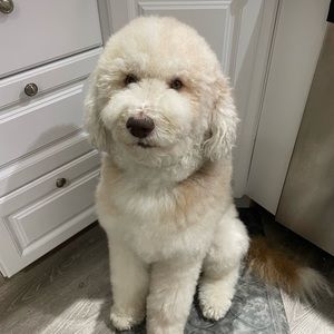 Meet your Posher, Gretchen